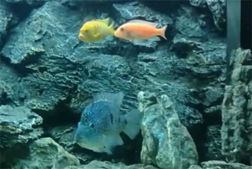 马鲷鱼吃什么长大的？可以和这两种鱼混养！