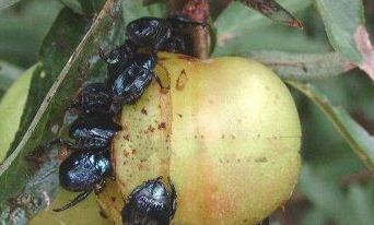 金龟子种类有哪些？附图片