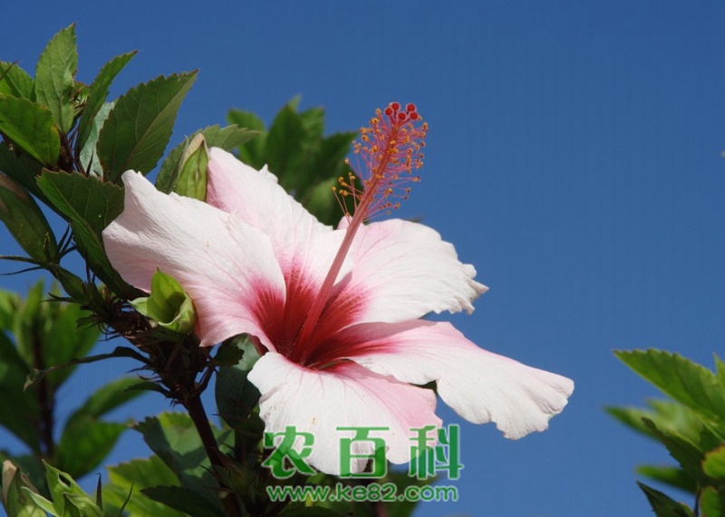 木芙蓉花的养殖方法和注意事项