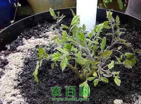 新手养花该注意什么？4个小建议，教你避开养花“雷区”！