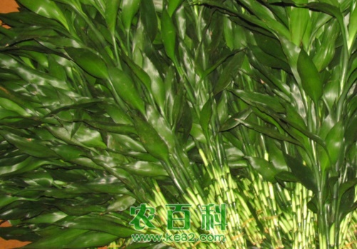 富贵竹有哪些种类?冬天注意这三点也可养好富贵竹!