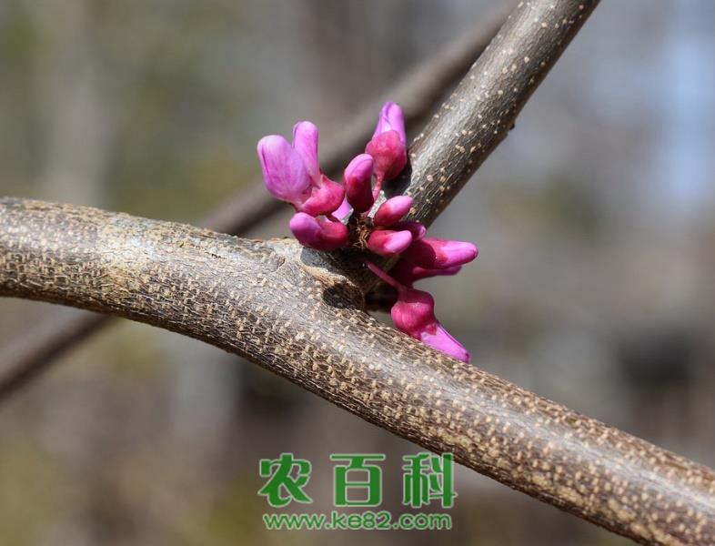 紫荆的高效栽培技术