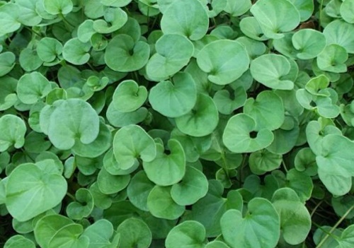 【种植技巧】垂吊马蹄金的种植方法