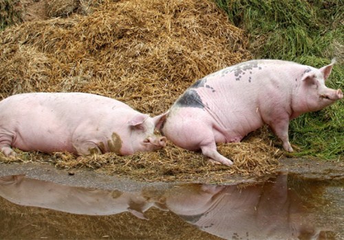 盛夏为什么严禁给猪泼冷水？这些方法可以防蚊蝇！