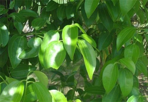 平安树放室内哪个位置好？和发财树的区别！