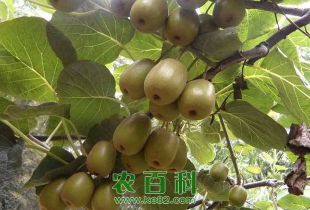 猕猴桃的种子多少钱一斤？
