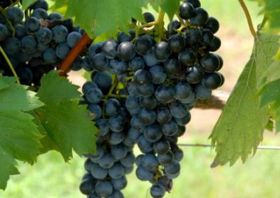 葡萄采摘之前要做好哪些管理工作?