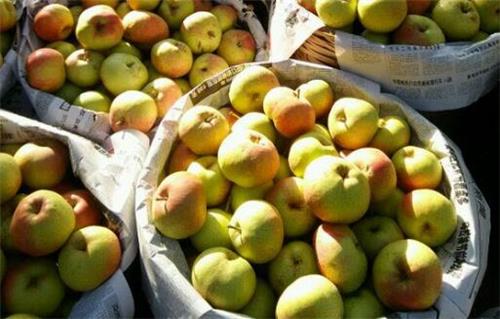 苹果梨市场价格大概多少钱一斤？详解种植方法！