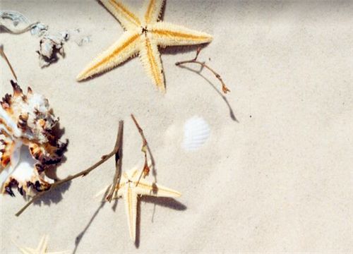 海星能吃吗？