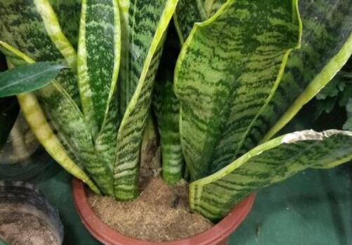 花纹精美的虎尾兰的养殖方法和注意事项有哪些？