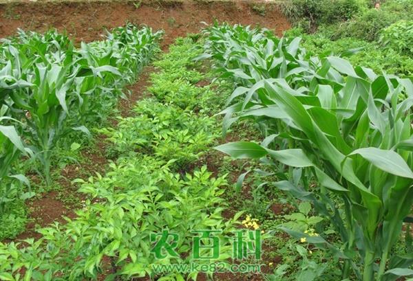玉米和这几种作物套种，产量翻番，值得借鉴！