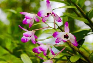 “树兰族”植物金钗石斛怎么种?种植方法是什么?