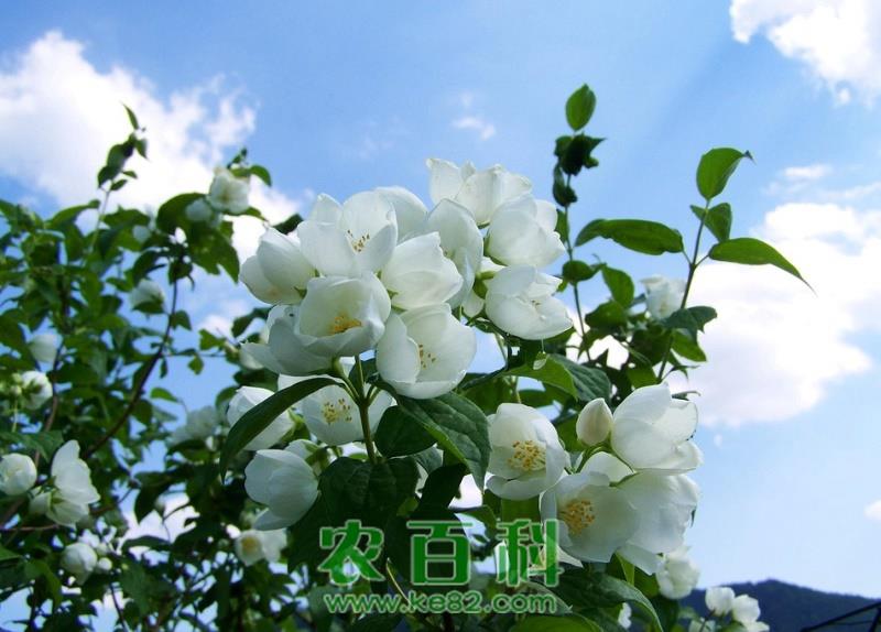 种植技巧：茉莉扦插水培方法