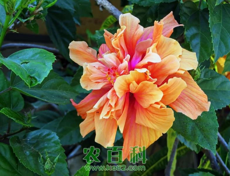 木芙蓉花的养殖方法和注意事项