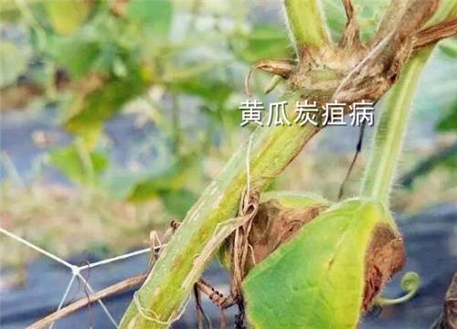 黄瓜炭疽病防治方法：用什么药最好？