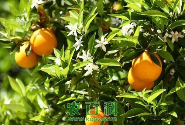 橙子为什么要套袋?附套袋技术介绍!
