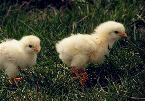 小鸡不吃食的原因是什么