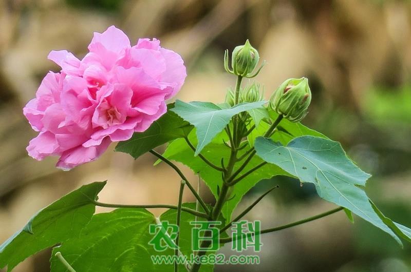 木芙蓉花的养殖方法和注意事项