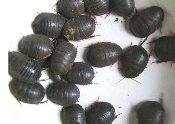 土元养殖存在哪些风险？（内附养殖技术）