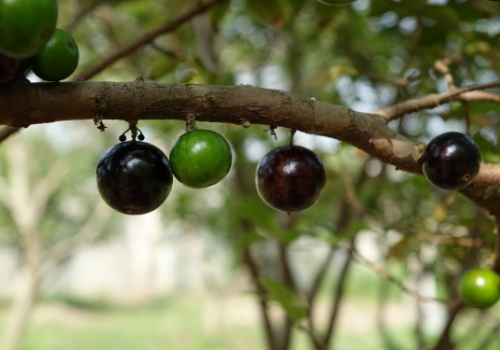 嘉宝果（树葡萄）的繁殖方法