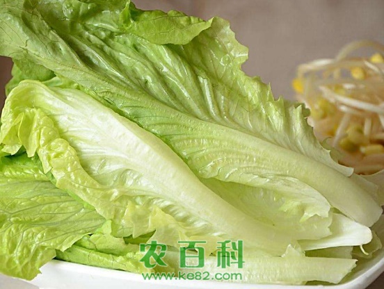 玻璃生菜的种植方法和技巧