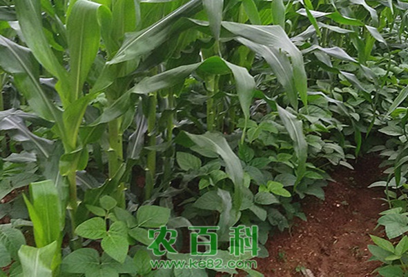玉米和这几种作物套种，产量翻番，值得借鉴！