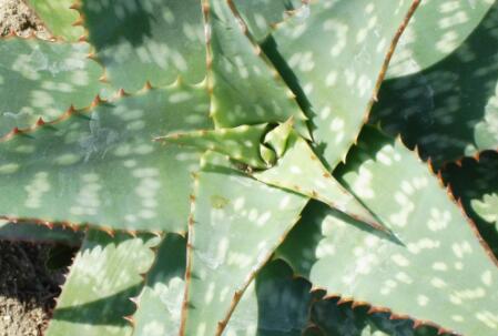 新手必知：芦荟叶子软了怎么办？