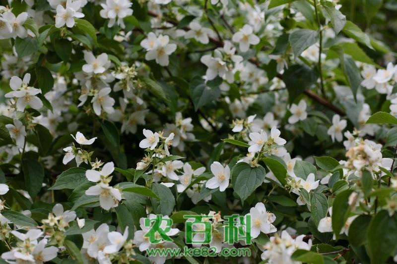 种植技巧：茉莉扦插水培方法