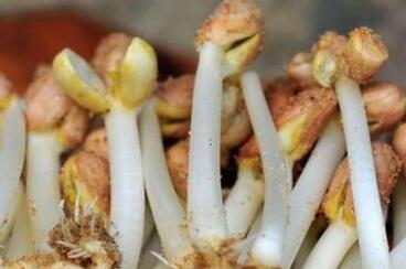 营养丰富的花生芽苗菜价格贵吗?