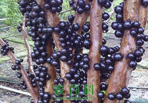 嘉宝果（树葡萄）的繁殖方法