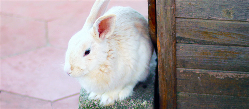 兔子冬天怎么养