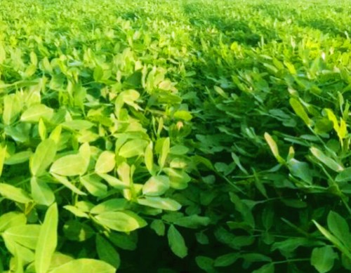 花生种植技术：怎么施肥高产？