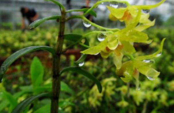 家庭铁皮石斛种植方法是什么？