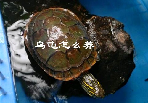 乌龟怎么养?四个方法可以识别年龄!