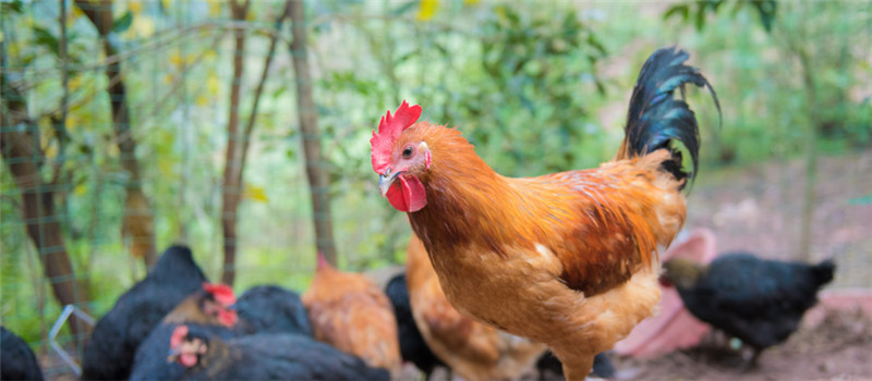 土鸡的品种有哪些