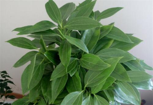 平安树放室内哪个位置好？和发财树的区别！