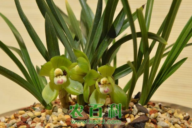 兰花为什么不开花?