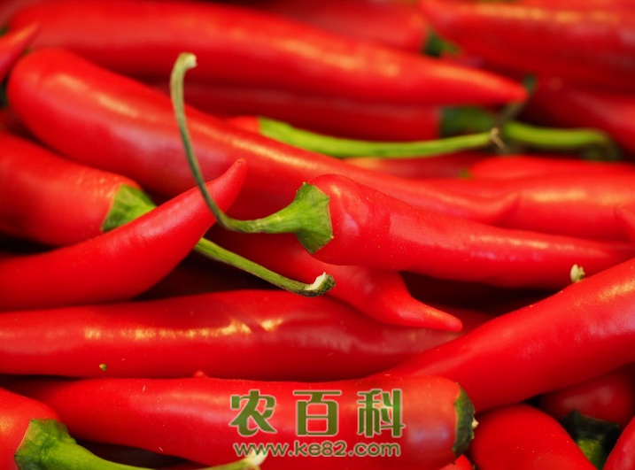 露地辣椒的种植方法