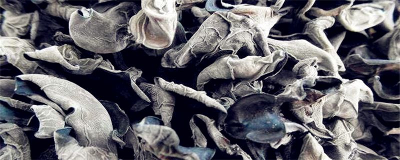 东北黑木耳种植技术