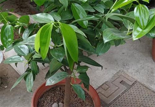 平安树放室内哪个位置好？和发财树的区别！