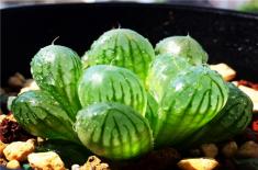 多肉植物玉露怎么养？光照、水肥与修剪管理