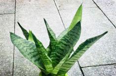 虎皮兰有毒吗(附养殖技巧参考) 虎皮兰有毒吗(附养殖技巧参考)