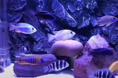 马鲷鱼吃什么长大的（可以和这两种鱼混养）