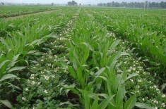 玉米和这几种作物套种，产量翻番（值得借鉴）