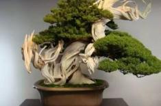 崖柏盆景栽培技术要点详解