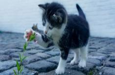 猫怕什么动物？