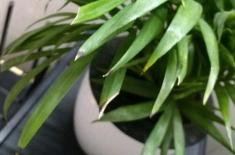 盆栽袖珍椰子的叶子发黄干枯怎么办?