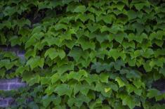 怎样才能将常春藤种得更好？