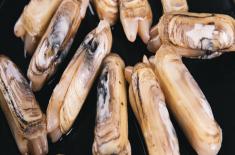 蛏子怎么养? 蛏子怎么养?