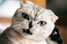 折耳猫（苏格兰弯耳猫）多少钱一只？